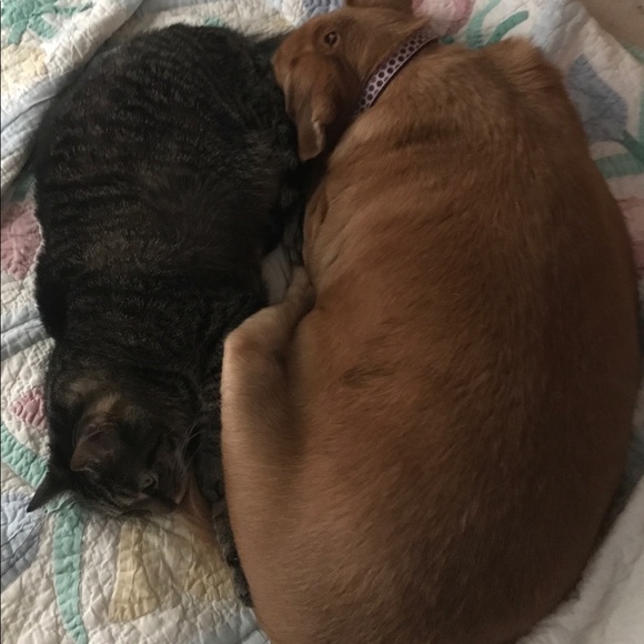 R.I.P. Junebug 😭 01/28/21 - Picture 5 of 16